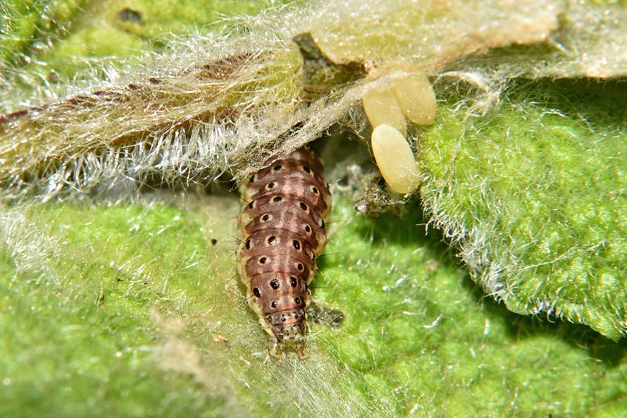 Identificazione bruco