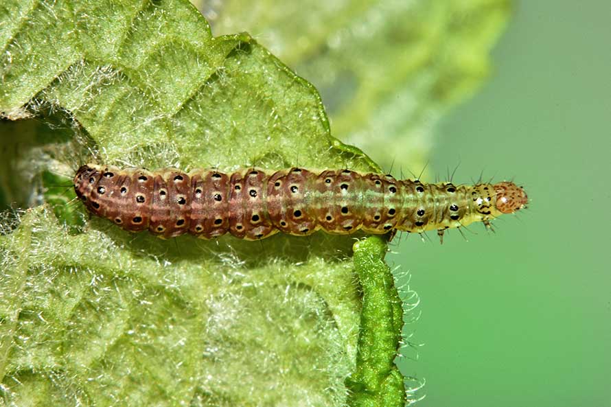 Identificazione bruco