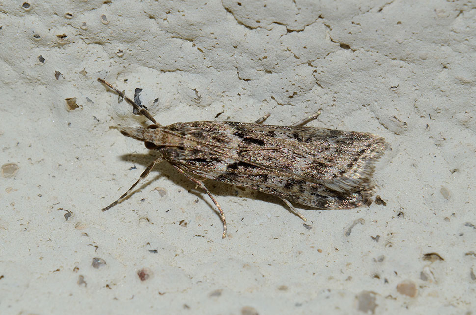 Identificazione falena - Eudonia angustea