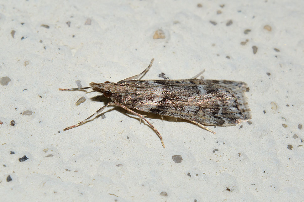 Identificazione falena - Eudonia angustea