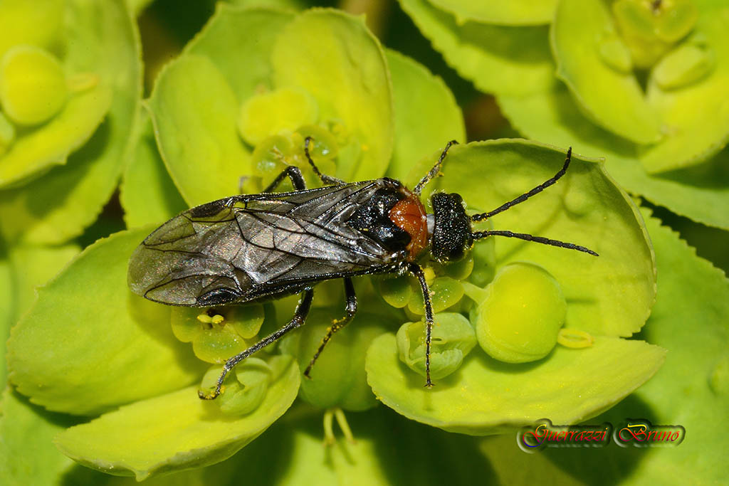 Tenthredinidae? s, Dolerus sanguinicollis