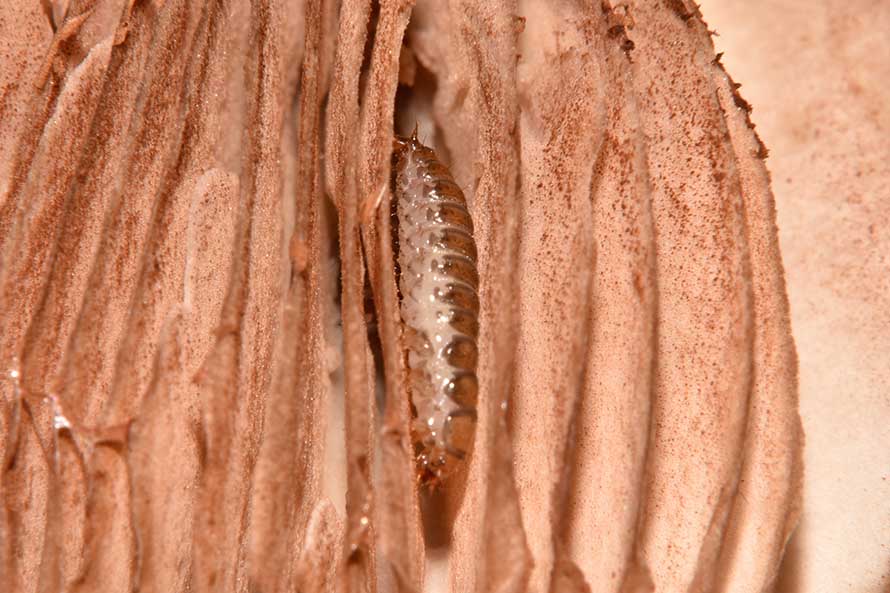 Larva di Staphylinidae Oxyporus rufus?  No, forse di Tenebrionidae