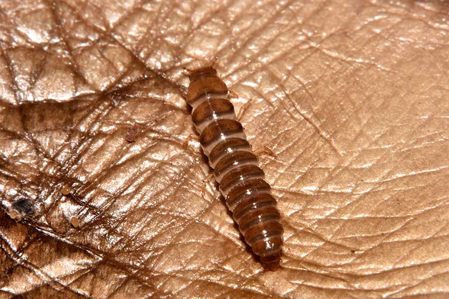 Larva di Staphylinidae Oxyporus rufus?  No, forse di Tenebrionidae