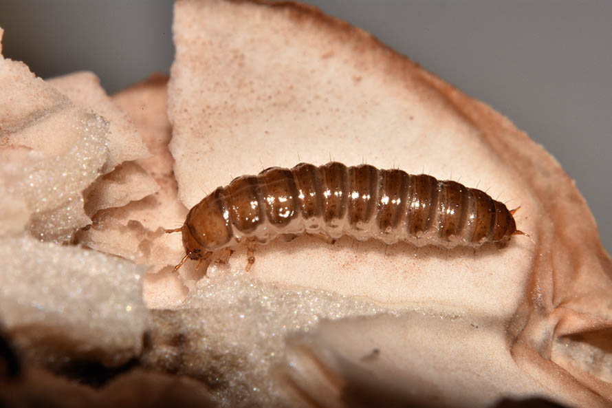 Larva di Staphylinidae Oxyporus rufus?  No, forse di Tenebrionidae