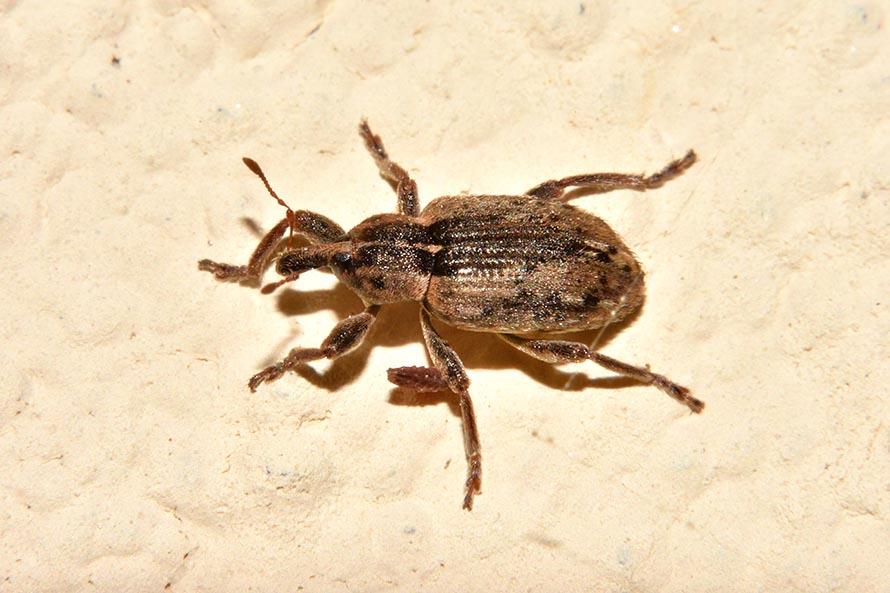 Curculionidae:  Hypera postica