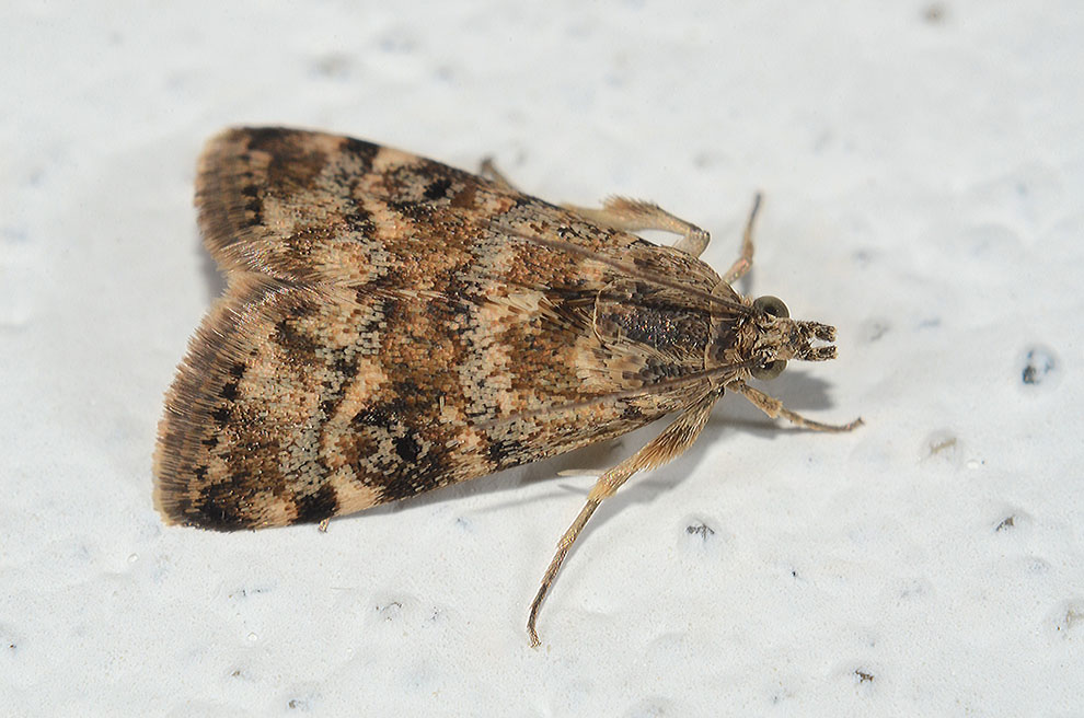 Identificazione falena: Aporodes floralis - Crambidae