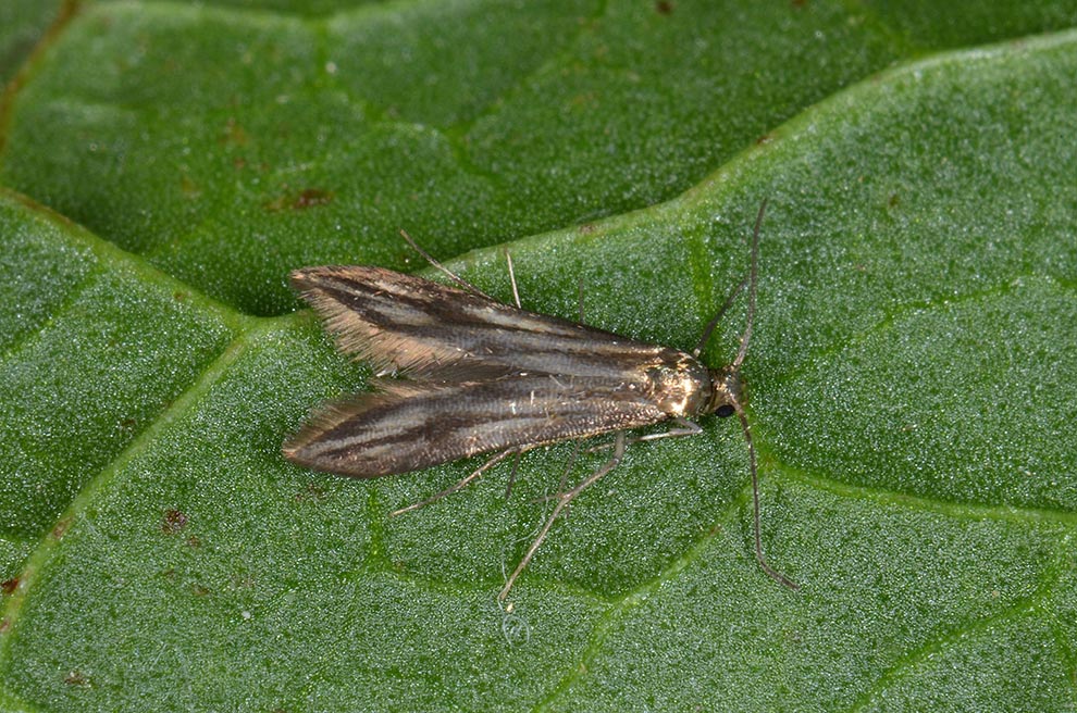 Schreckensteinia festaliella? S