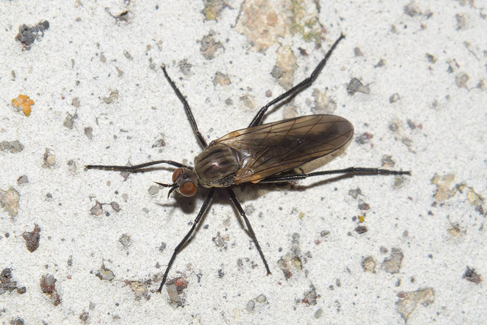 Empis sp. femmina (Empididae)