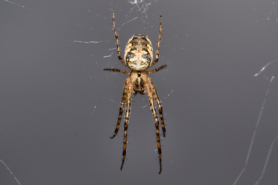 Larinioides cornutus?  No. Metellina sp. - Cascina (PI)