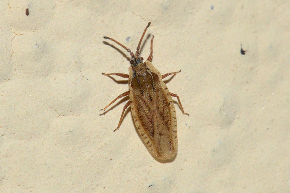 Tingis auriculata