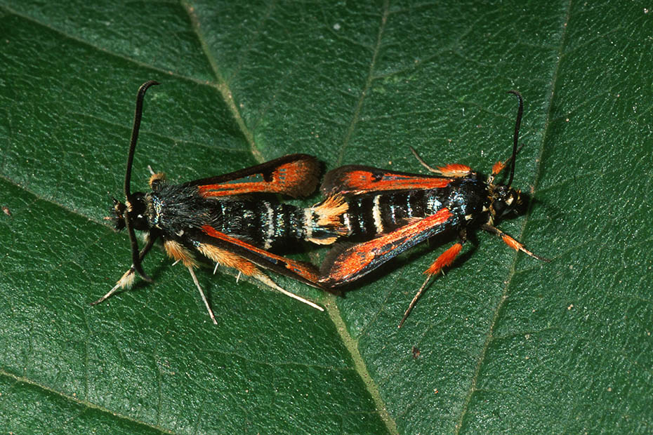 Pyropteron (Pyropteron) chrysidiforme