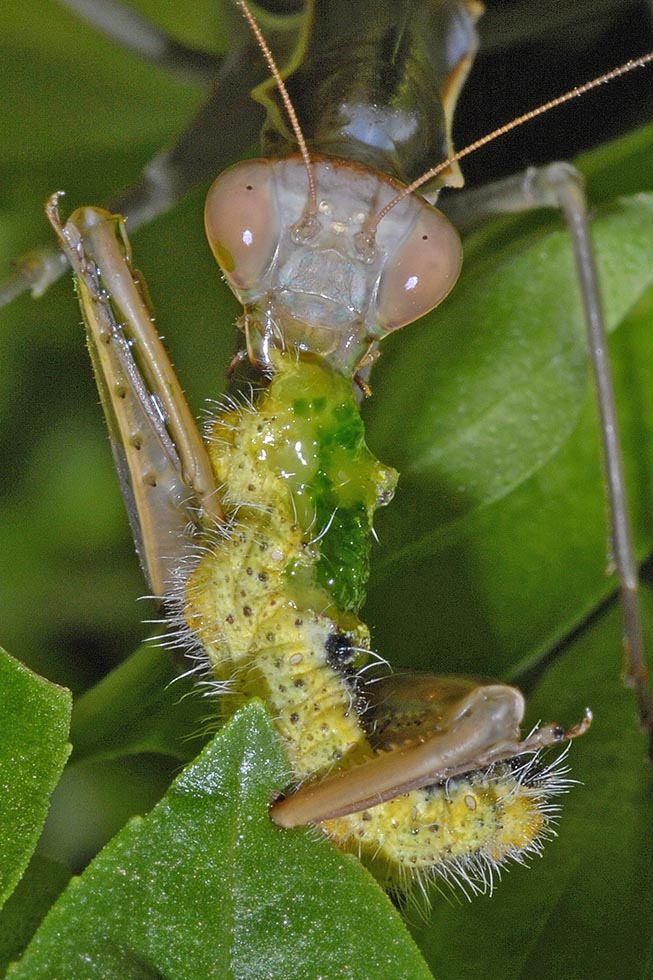 Predatori di farfalle