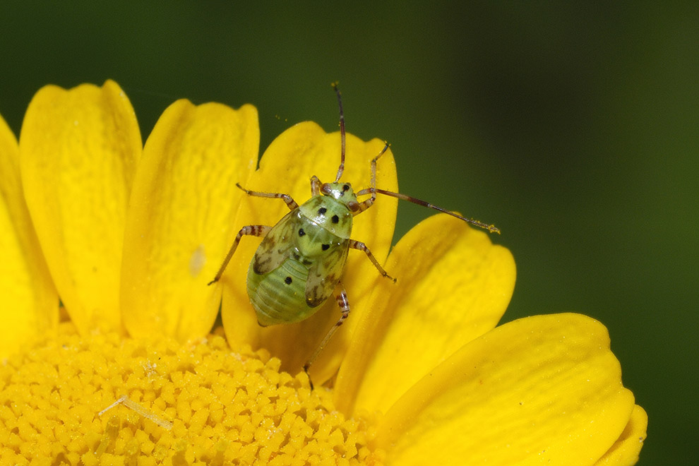 Identificazione ninfa