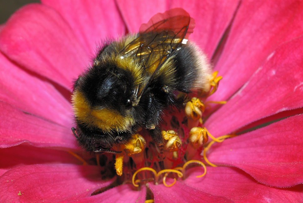 Bombus lapidarius? No, Bombus hortorum