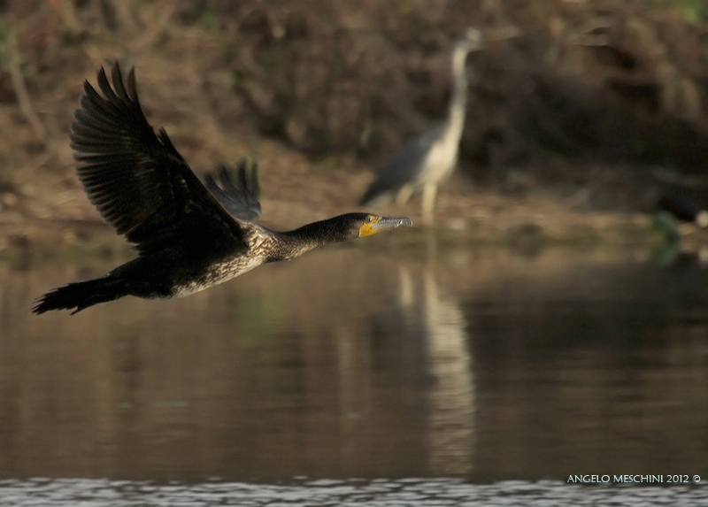 Cormorano