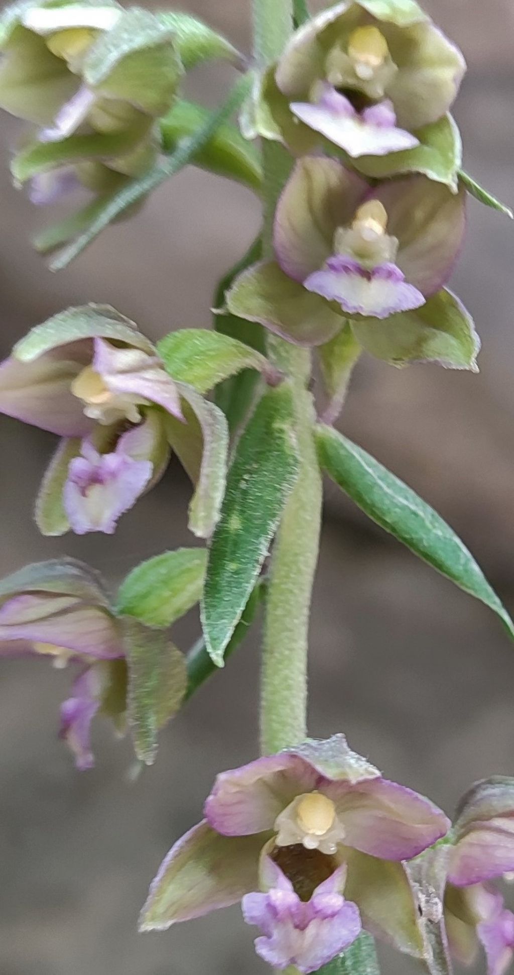 Escursione Monti della Laga, Epipactis..?