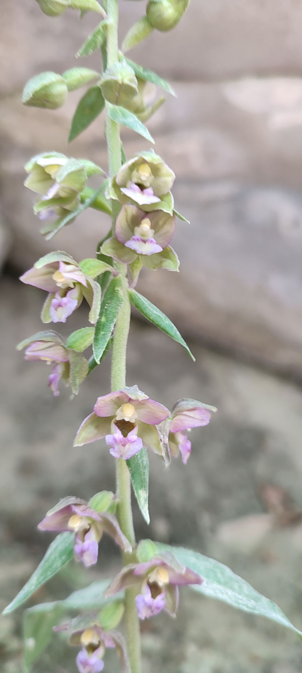 Escursione Monti della Laga, Epipactis..?