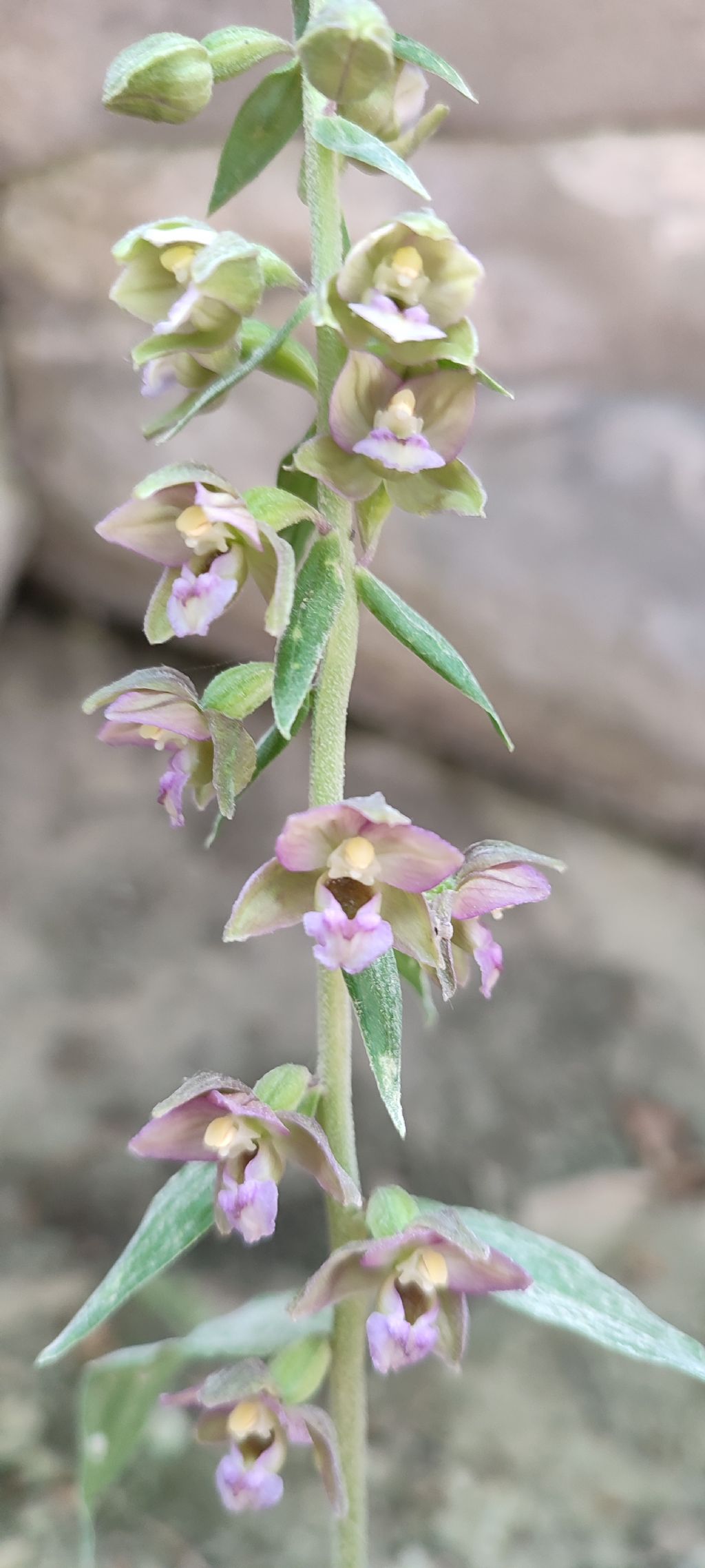 Escursione Monti della Laga, Epipactis..?