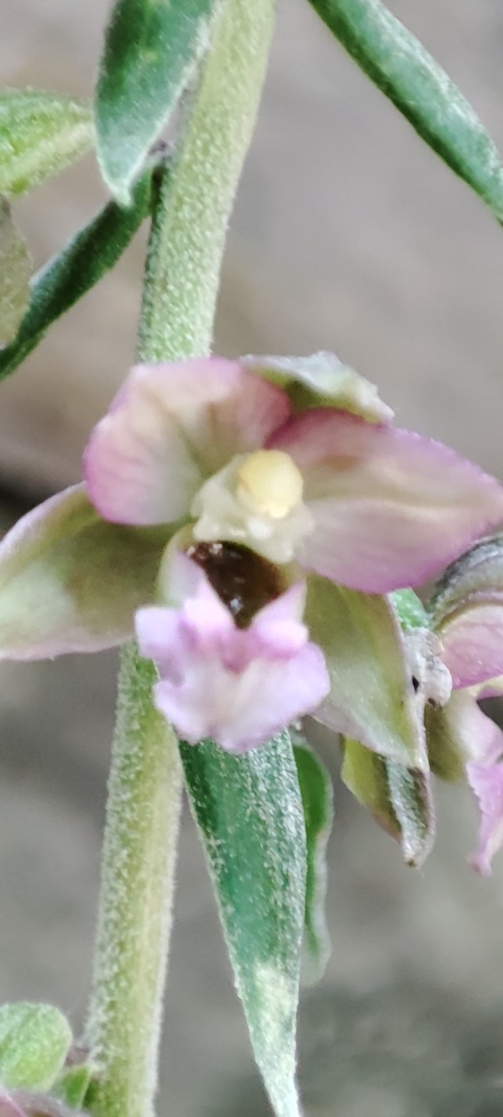 Escursione Monti della Laga, Epipactis..?