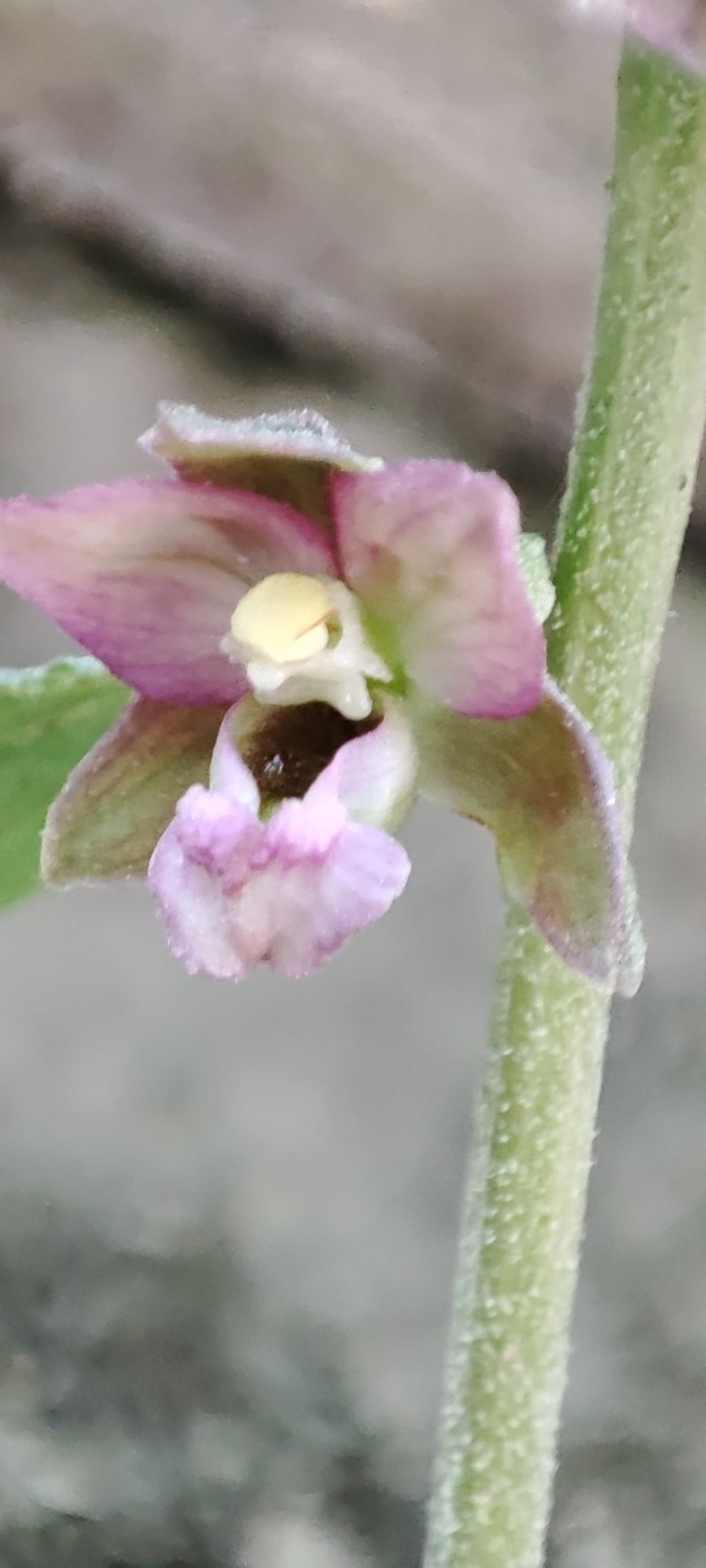 Escursione Monti della Laga, Epipactis..?