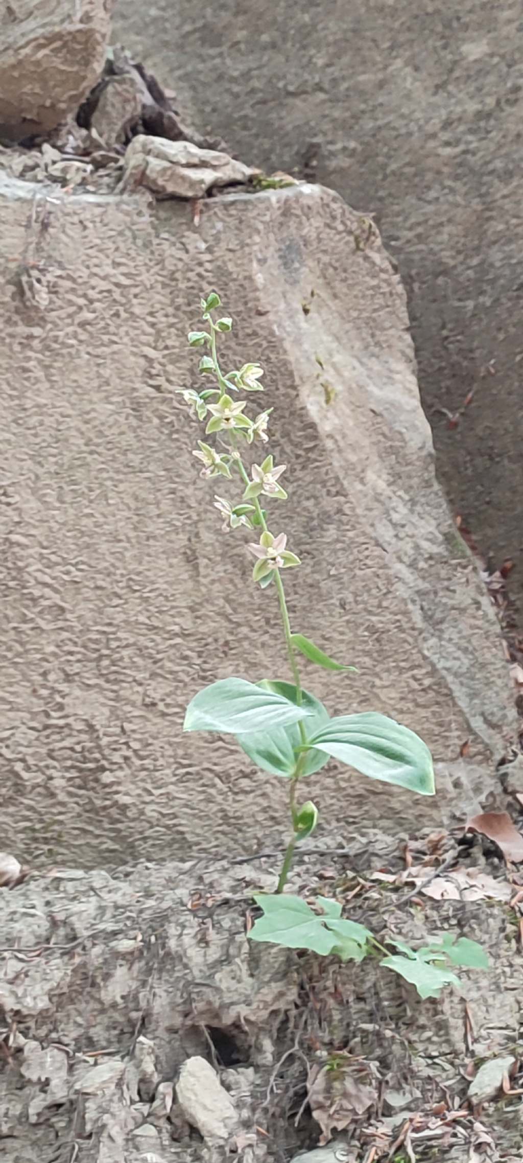 Escursione Monti della Laga, Epipactis..?