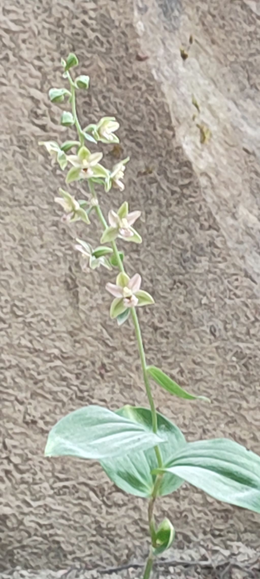 Escursione Monti della Laga, Epipactis..?