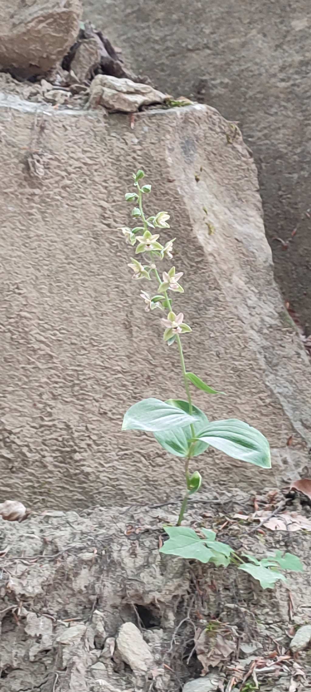 Escursione Monti della Laga, Epipactis..?