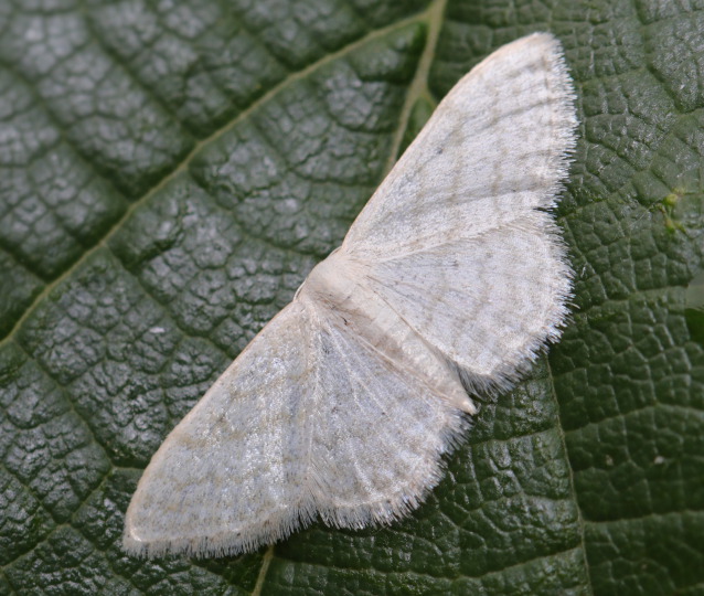 Idaea subsericeata - Geometridae