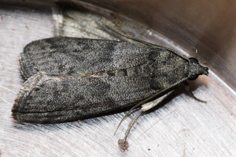 Farfalla nella noce - Cfr. Ephestia cautella
