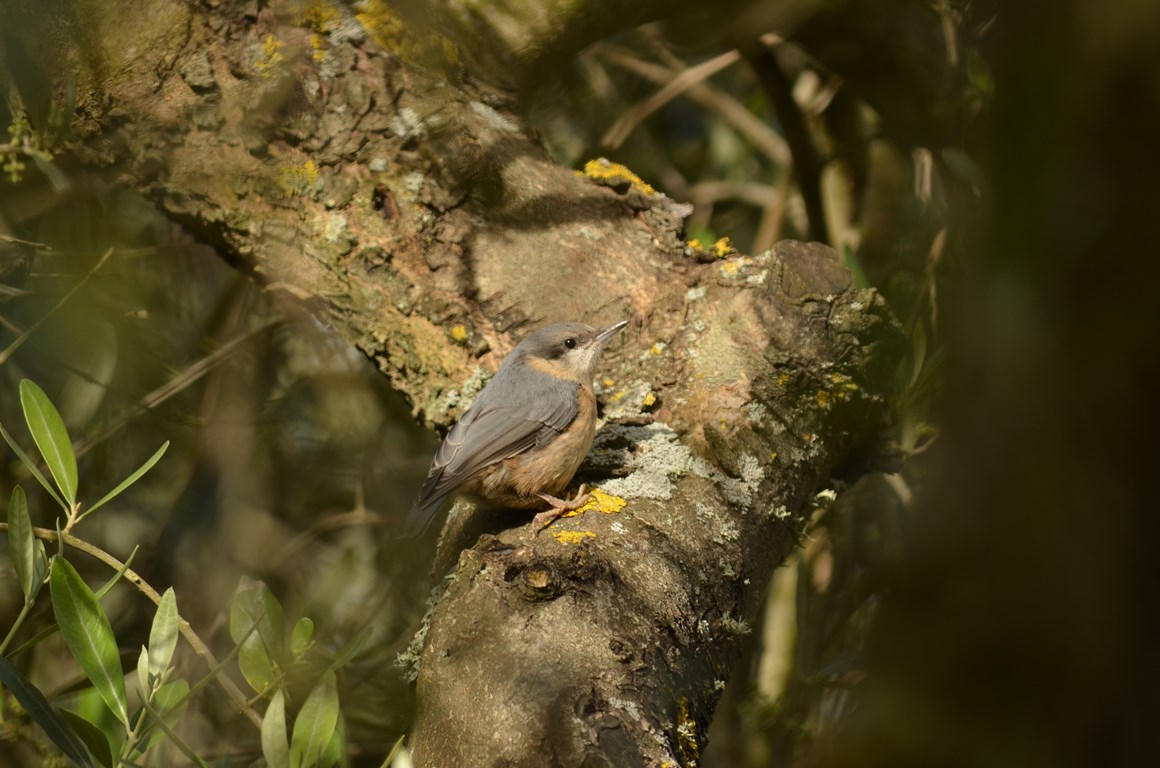 aiuto identificazione