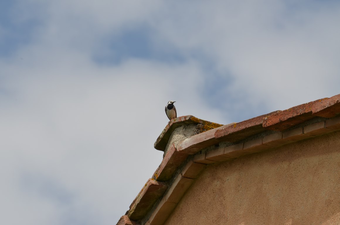 aiuto identificazione