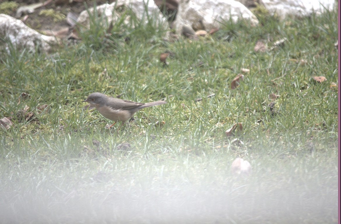 aiuto identificazione