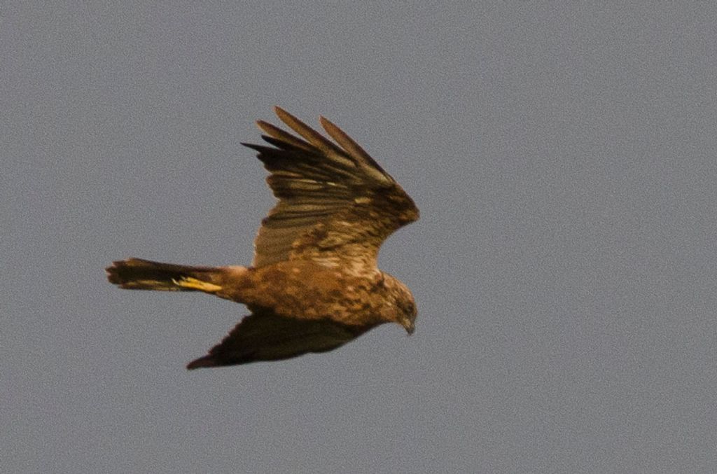Id. Rapace