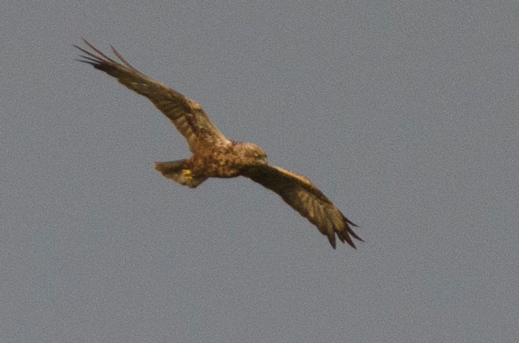 Id. Rapace