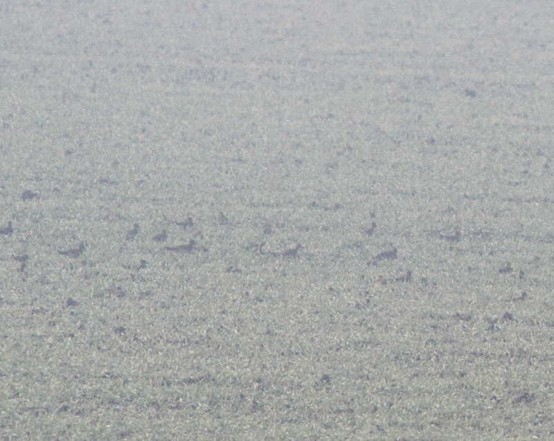 Giretto nel Delta
