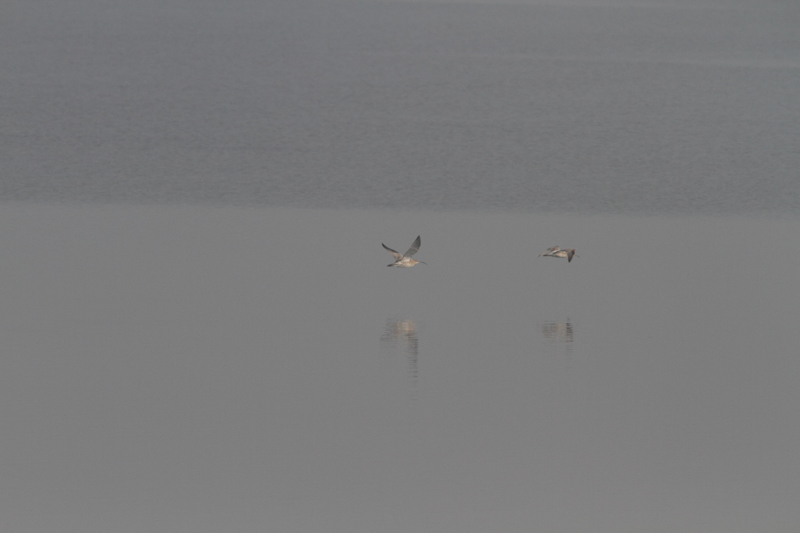 Giretto nel Delta