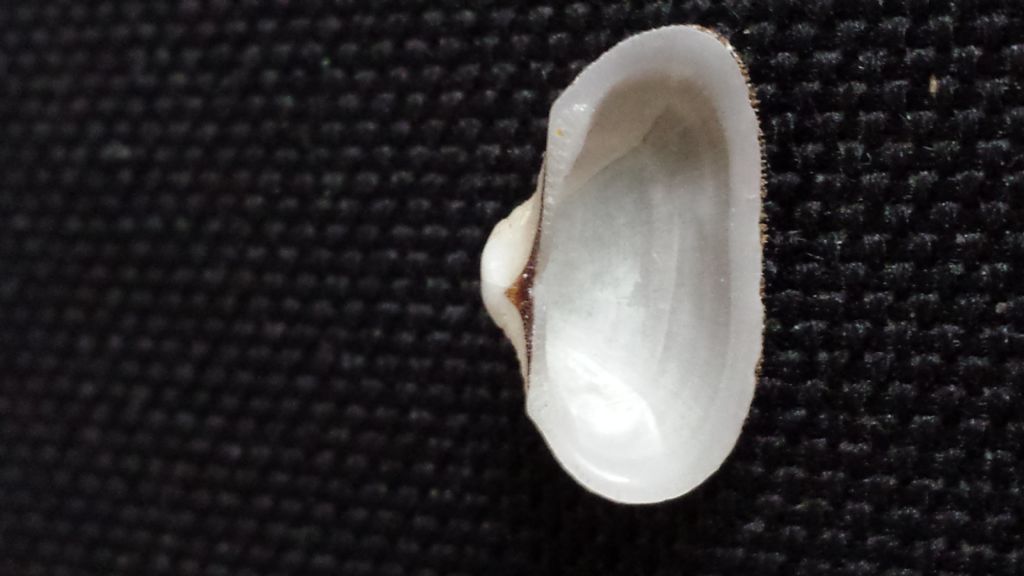 Arcopsis Solida o Afra?