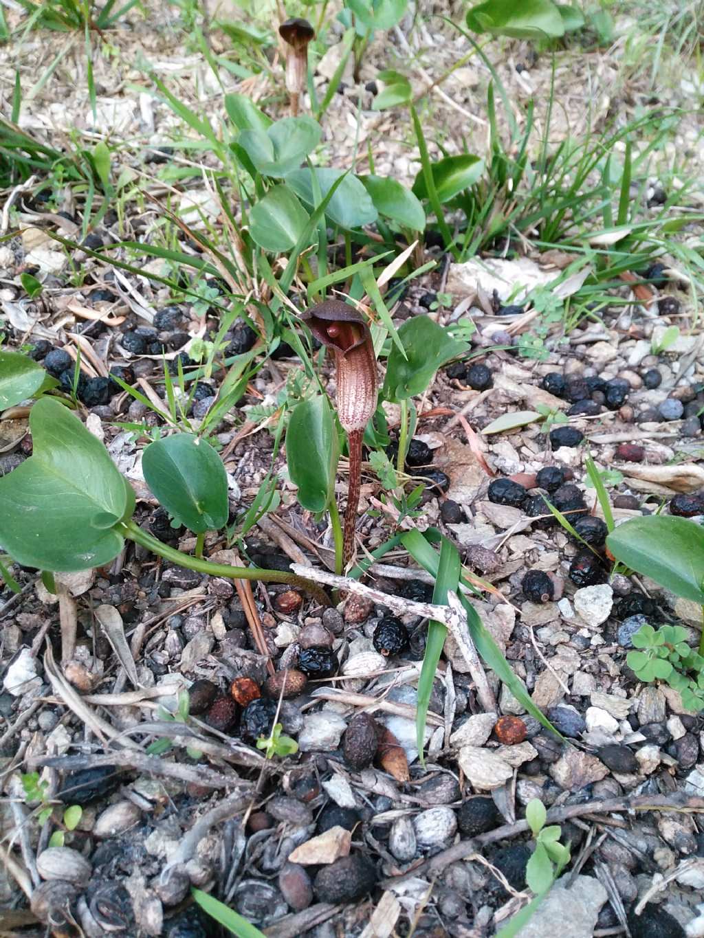 Arisarum vulgare  (Araceae)