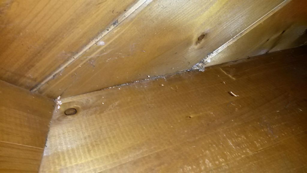 Larve sul soffitto:......Dermestidae ???