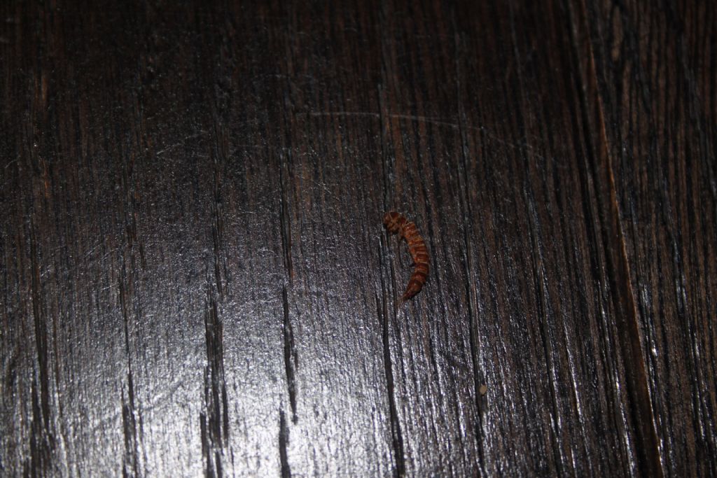 Larve sul soffitto:......Dermestidae ???