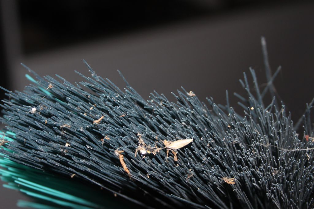 Larve sul soffitto:......Dermestidae ???