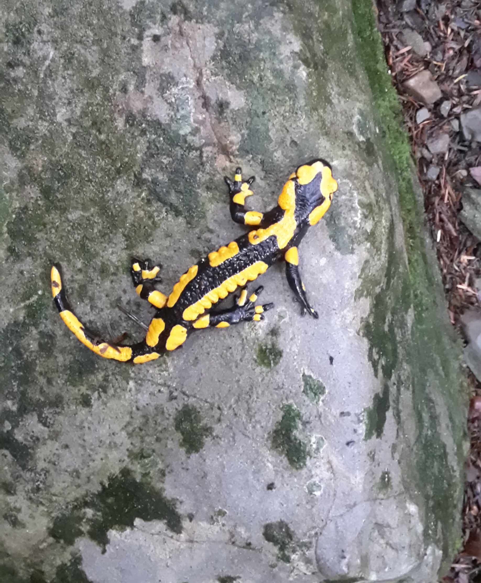 Domanda trabocchetto su salamandre ....