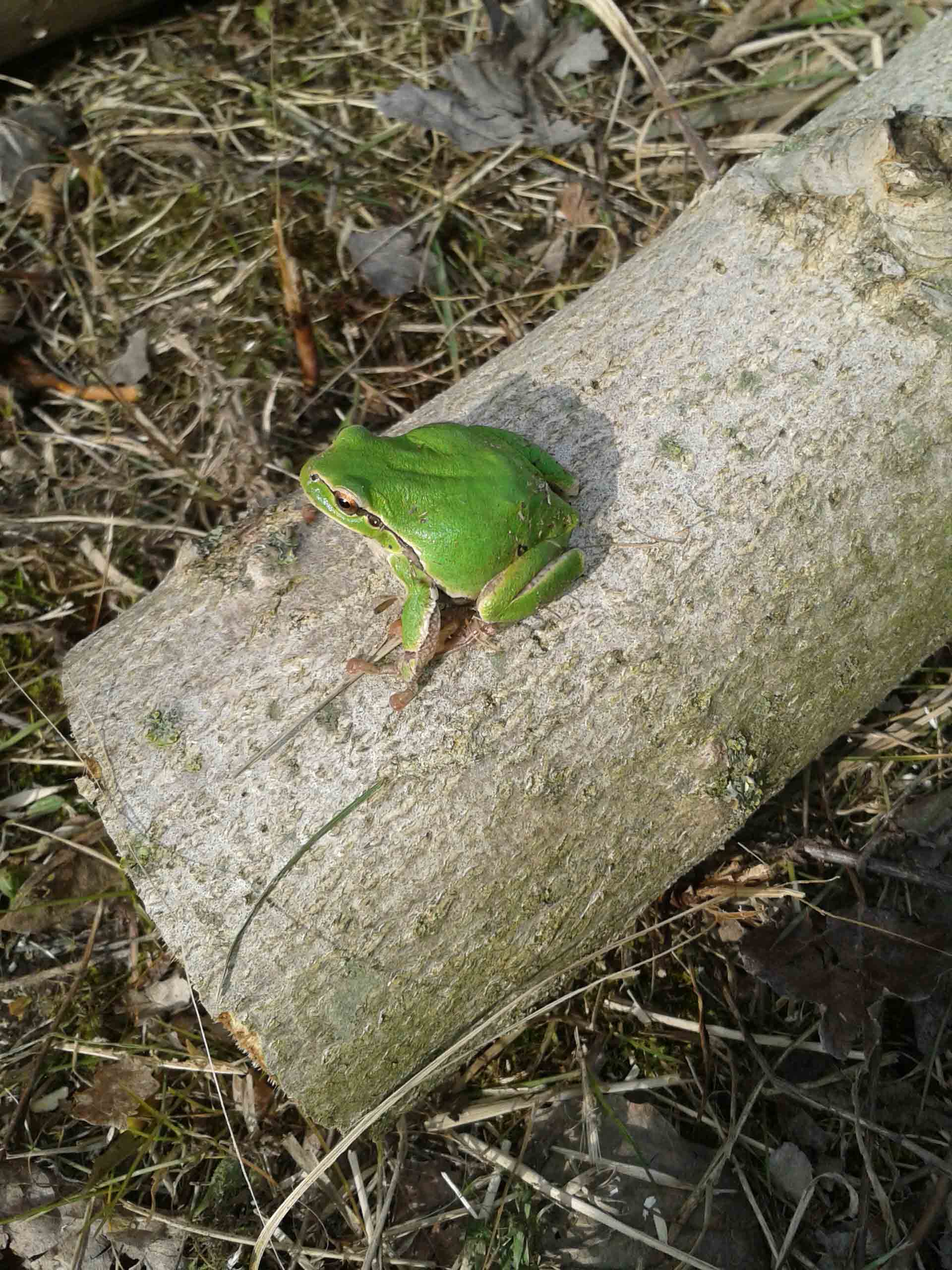 Raganella a Valle Serraglia (VE)