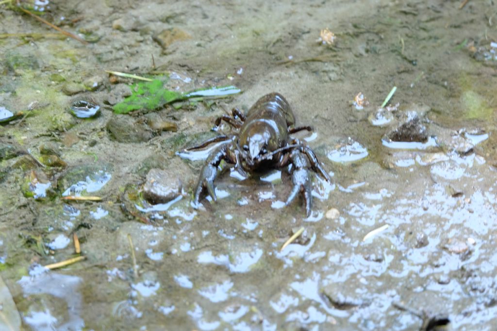 Gamberi della Louisiana nelle foreste casentinesi? No, Austropotamobius pallipes
