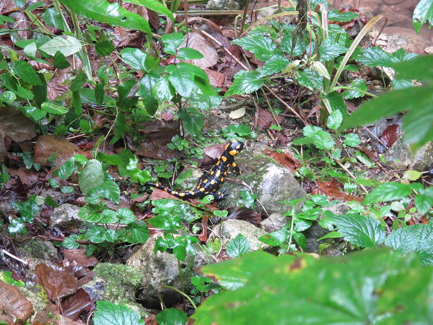 Salamandre vicentine