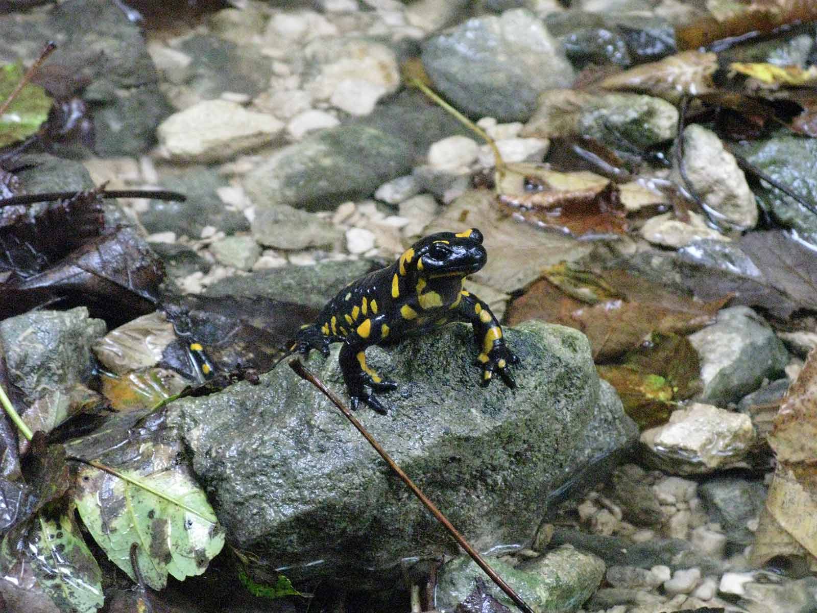 la posa 