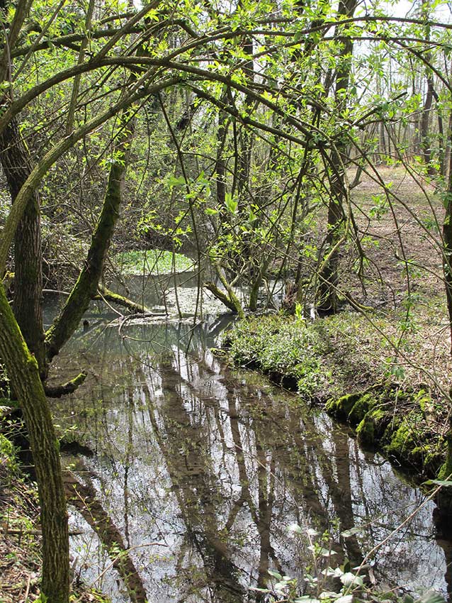 Risorgive in provincia di Treviso