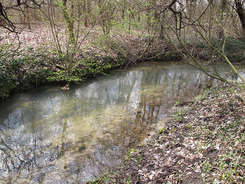 Risorgive in provincia di Treviso