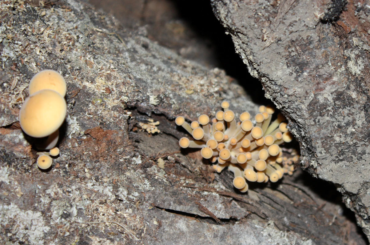 Famiglie della legnaia