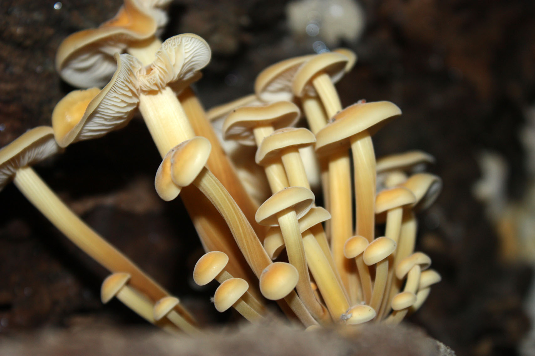 Famiglie della legnaia